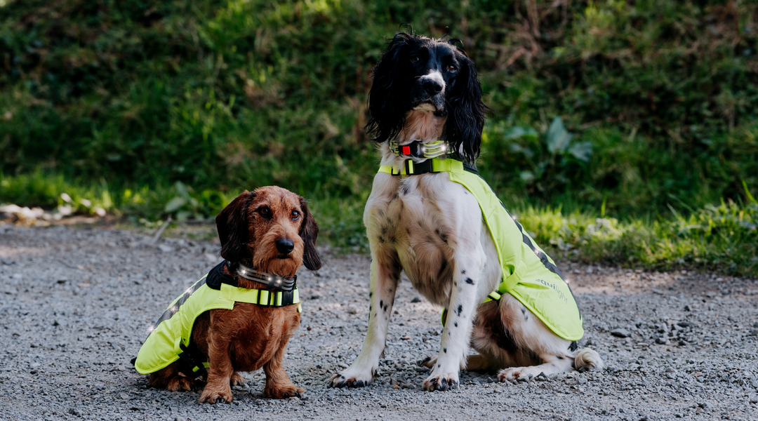 LED Dog Collar – USB Rechargeable, Flashing, Hi-Vis Light for Dogs