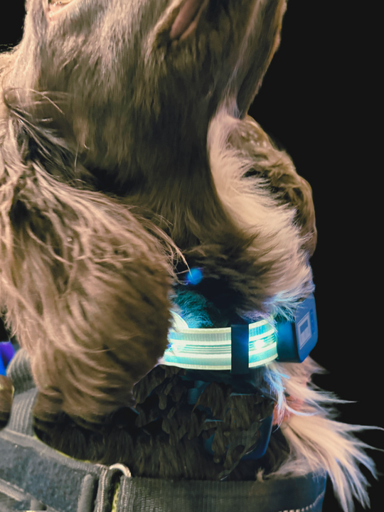 EquiLight Dog Collar