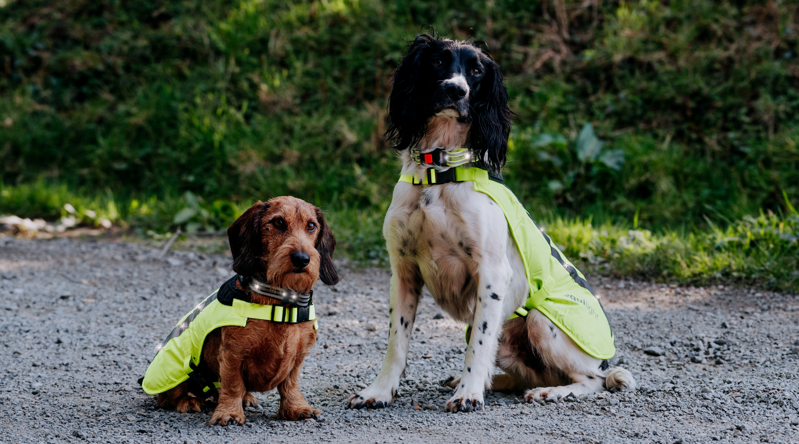 EquiLight LED Dog Collar – rechargeable high-visibility dog light for safe walking