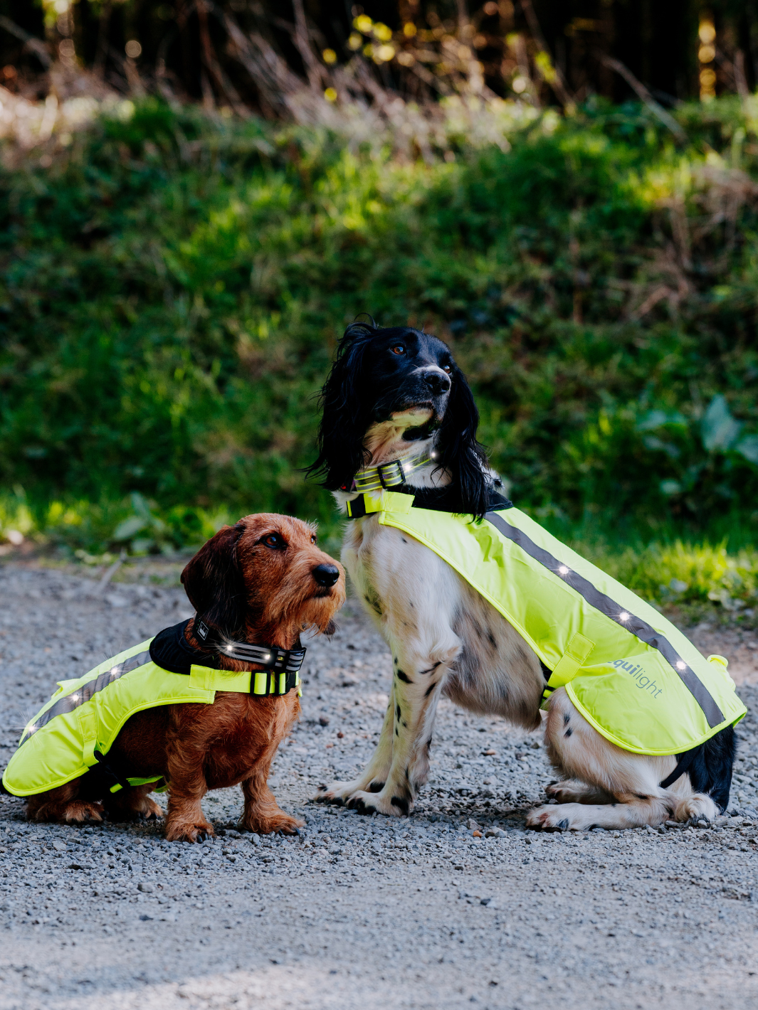 EquiLight LED hi-vis dog coat with integrated rechargeable LED lighting and reflective detailing, designed to improve dog and owner visibility and safety during low-light and poor visibility walks

