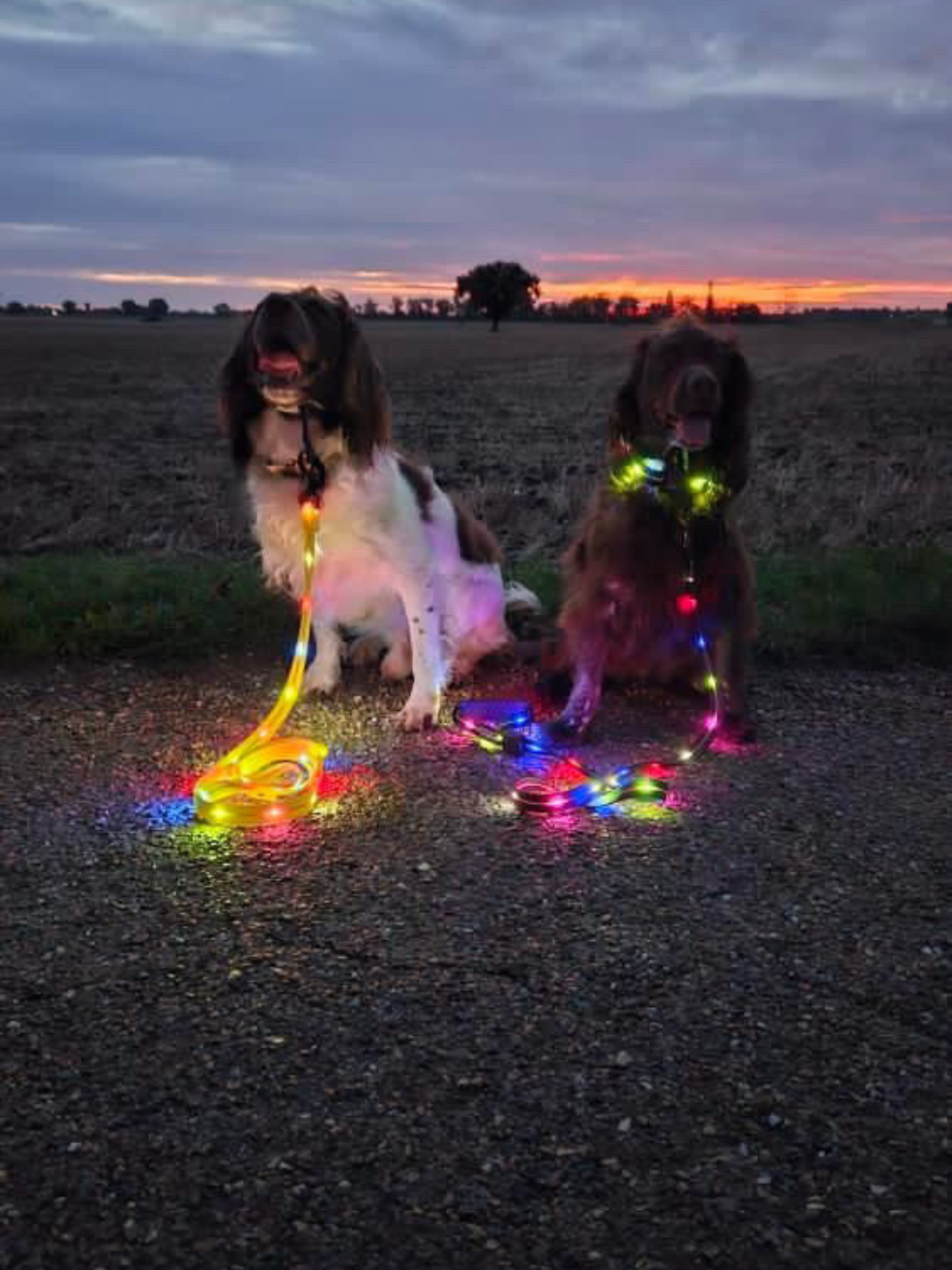 EquiLight LED dog lead with integrated rechargeable LED lighting, designed to improve visibility and safety for dogs and owners during low-light walks
