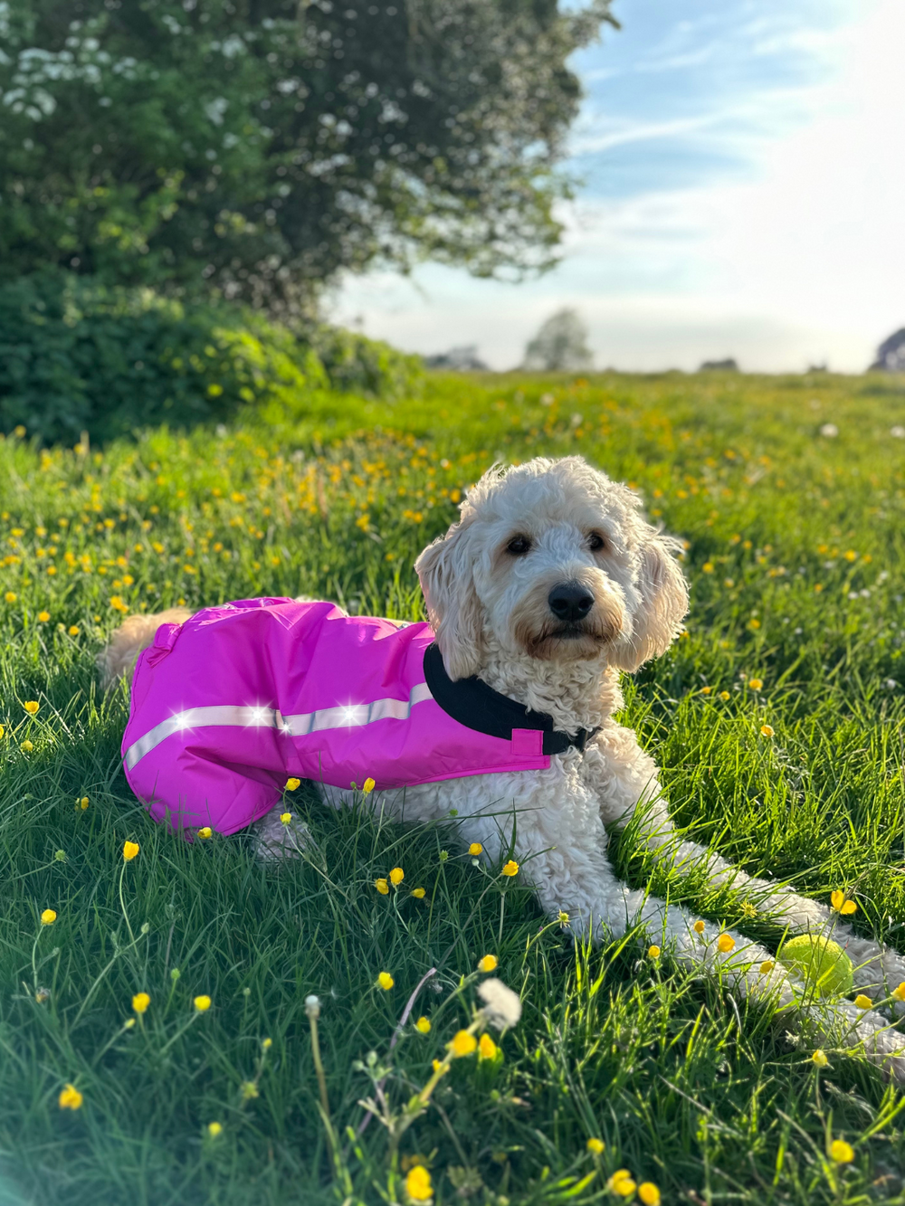EquiLight LED hi-vis dog coat with integrated rechargeable LED lighting and reflective detailing, designed to improve dog and owner visibility and safety during low-light and poor visibility walks
