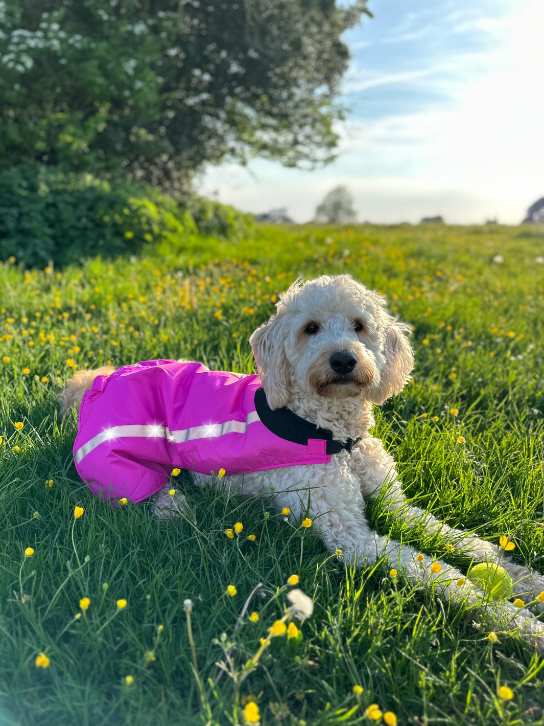 Hi-Vis LED Dog Coat