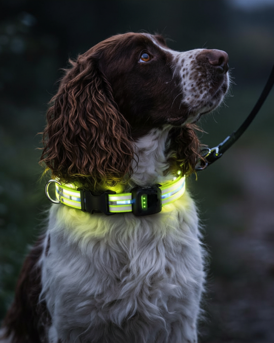 EquiLight Dog Collar