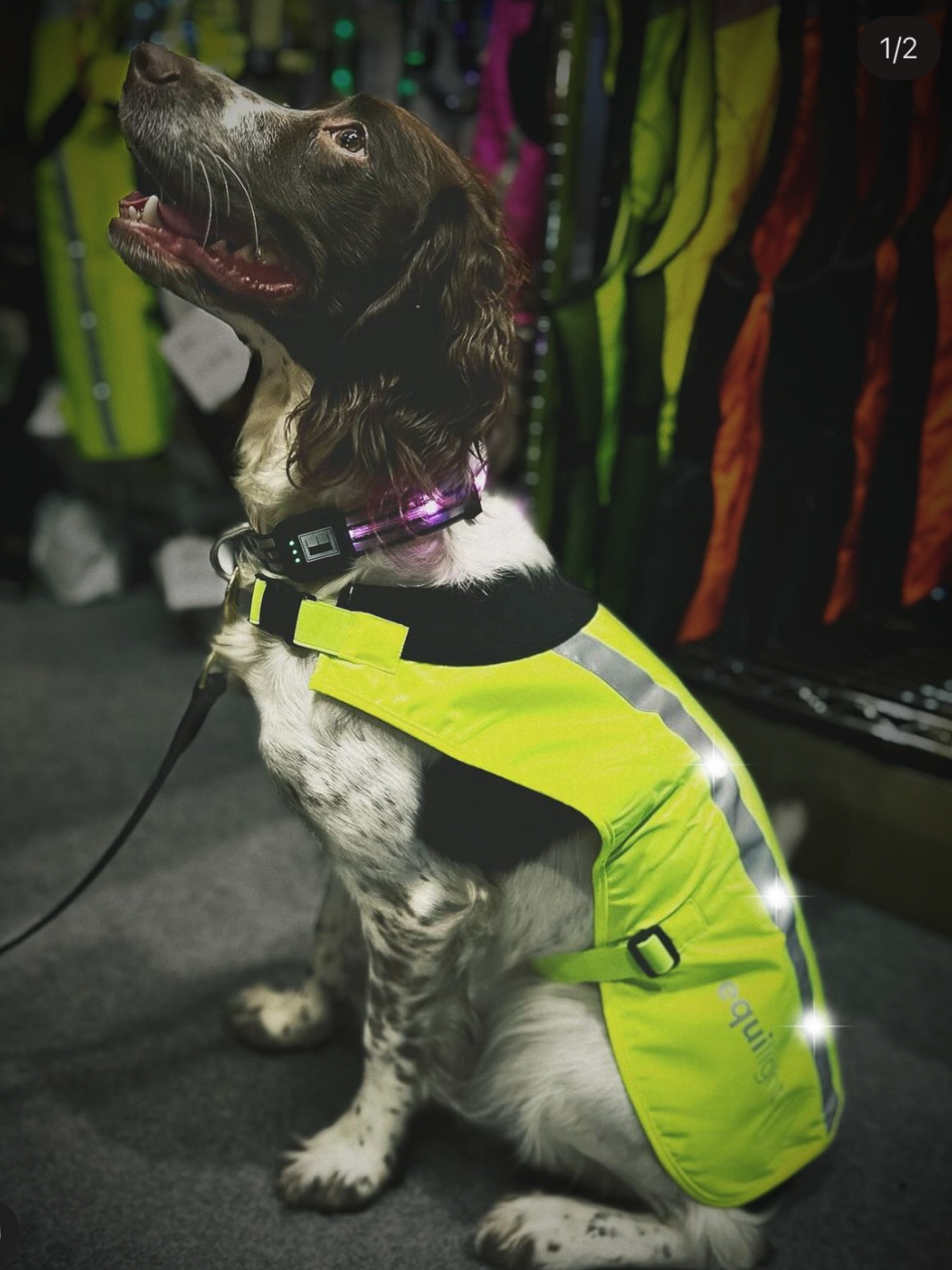 Dog hi 2025 vis jacket