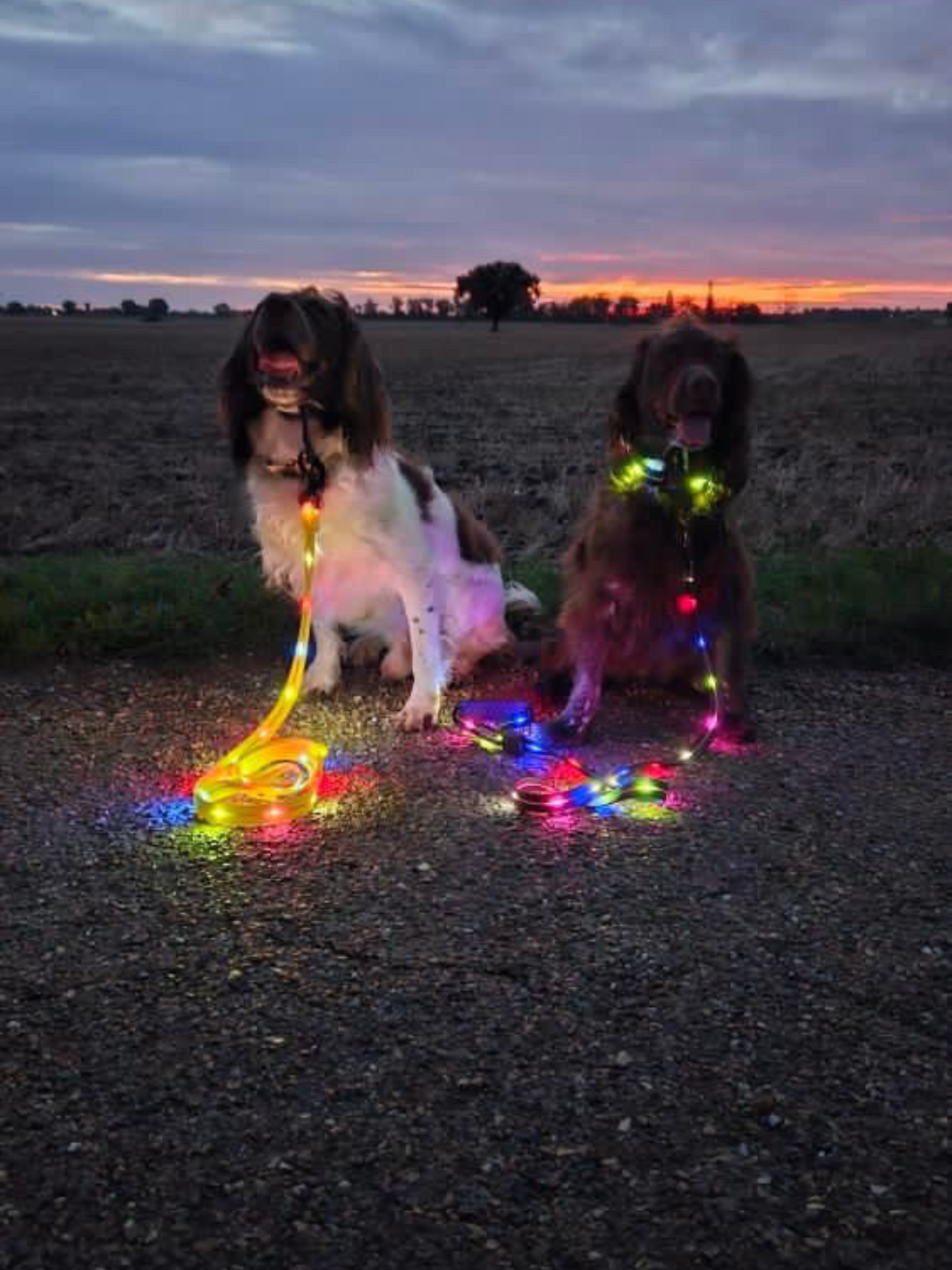 LED Dog Lead