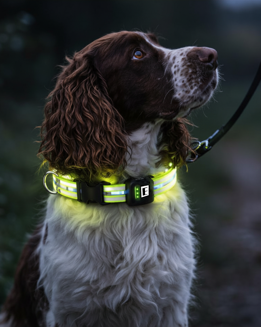 EquiLight Dog Collar