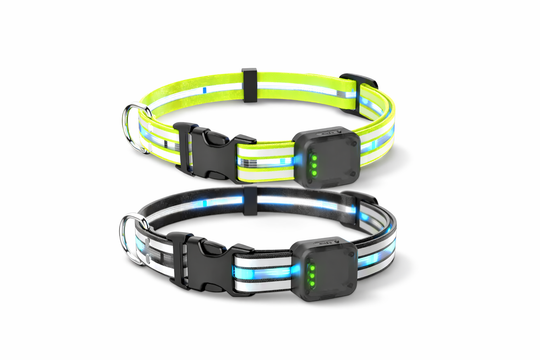 EquiLight Dog Collar